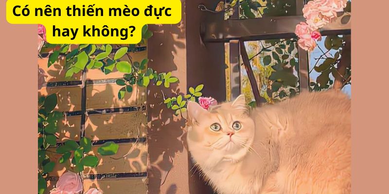 Có nên thiến mèo đực hay không?