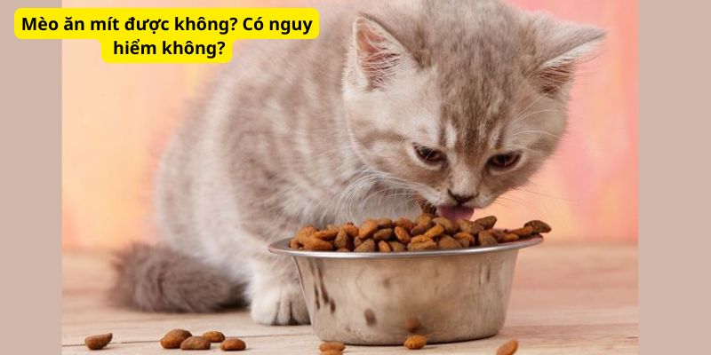 Mèo ăn mít được không? Có nguy hiểm không?