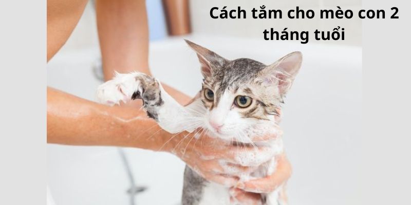 Cách tắm cho mèo con 2 tháng tuổi