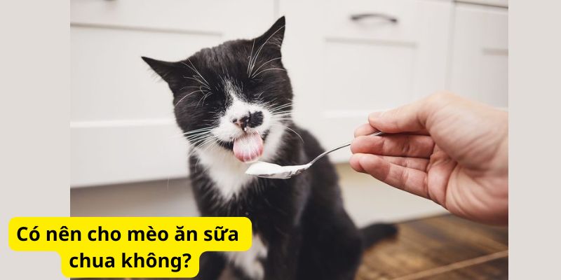 Có nên cho mèo ăn sữa chua không?