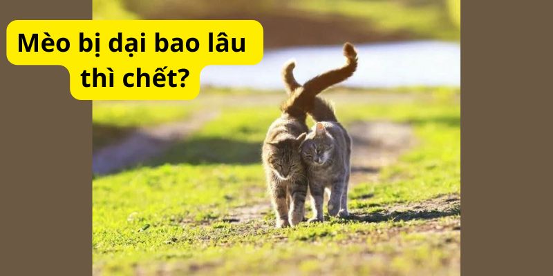 Mèo bị dại bao lâu thì chết?