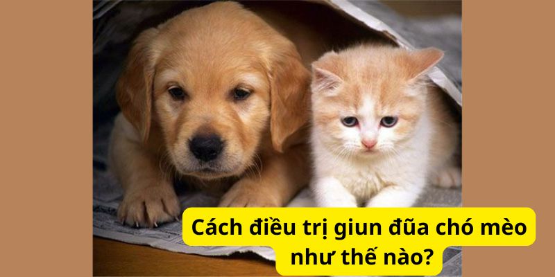 Cách điều trị giun đũa chó mèo như thế nào?