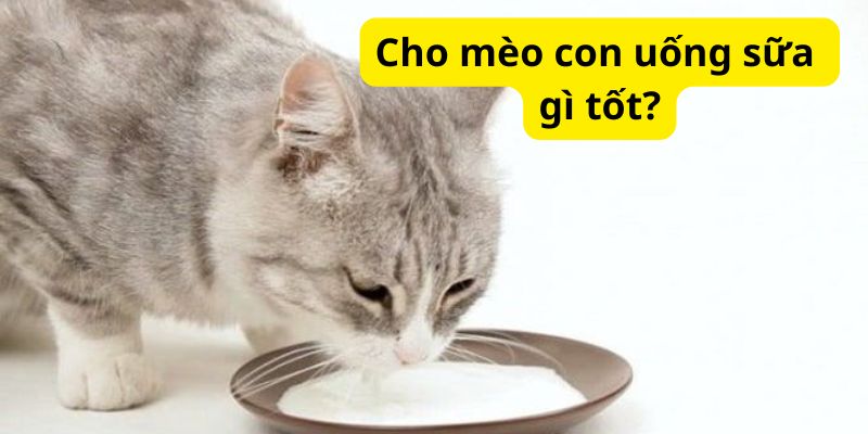 Cho mèo con uống sữa gì tốt?