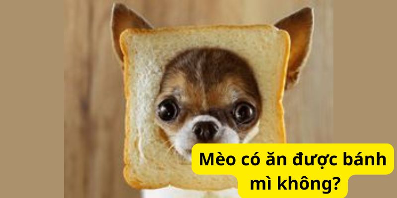 Mèo có ăn được bánh mì không?