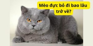 Mèo đực bỏ đi bao lâu trở về?