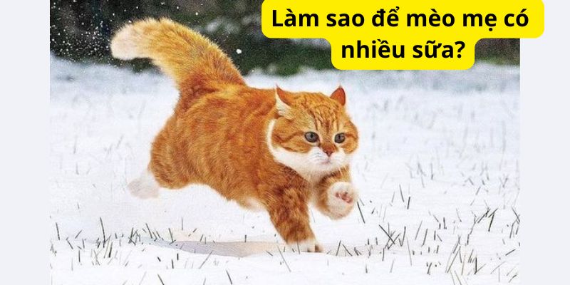 Làm sao để mèo mẹ có nhiều sữa?