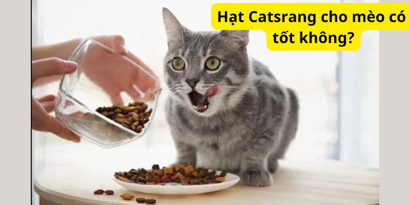 Hạt Catsrang cho mèo có tốt không?