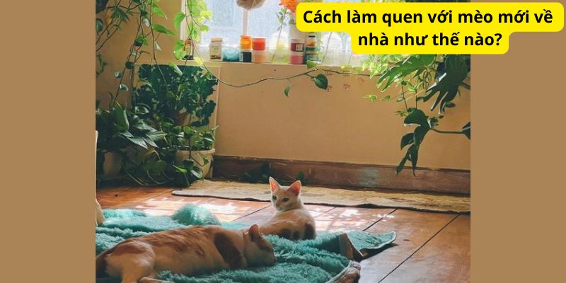 Cách làm quen với mèo mới về nhà như thế nào?