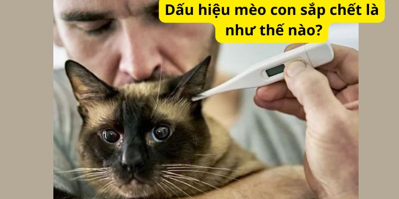 Dấu hiệu mèo con sắp chết là như thế nào?