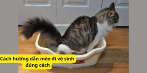 Cách hướng dẫn mèo đi vệ sinh đúng cách