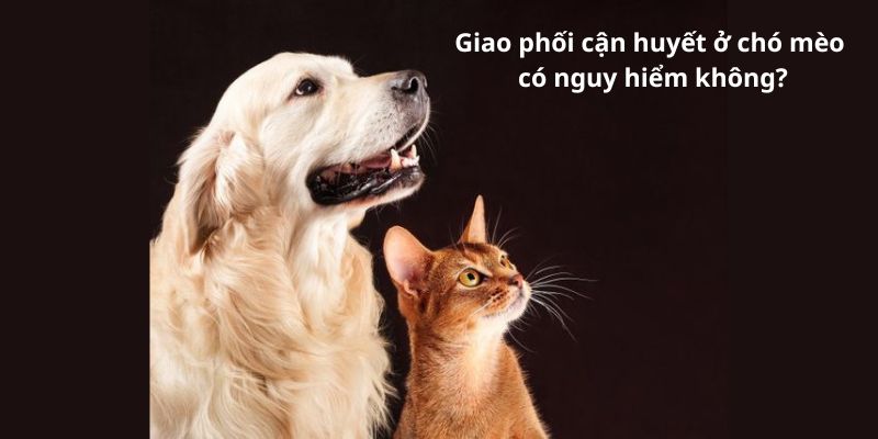 Giao phối cận huyết ở chó mèo có nguy hiểm không?