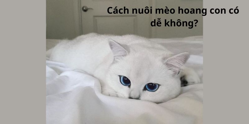 Cách nuôi mèo hoang con có dễ không?