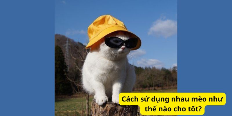 Cách sử dụng nhau mèo như thế nào cho tốt?