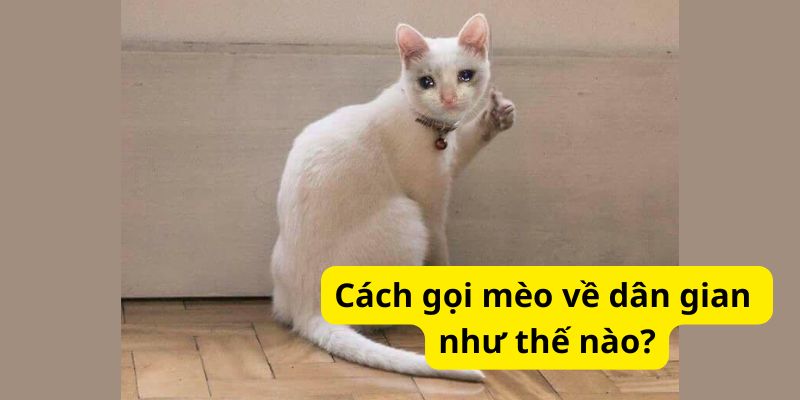 Cách gọi mèo về dân gian như thế nào?