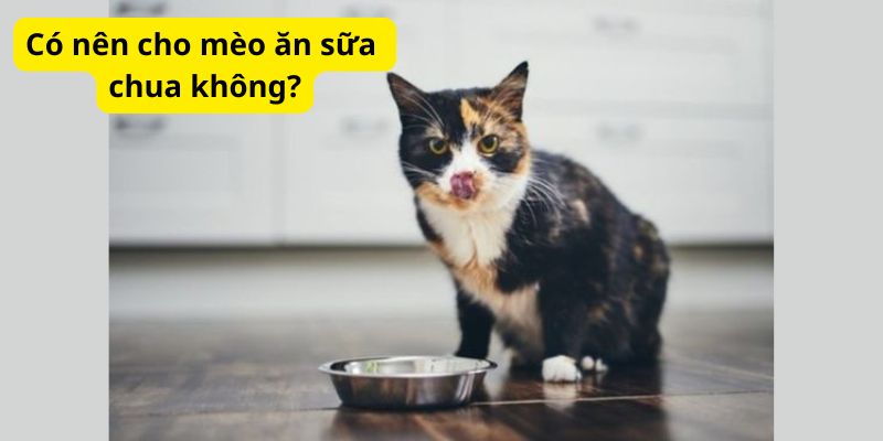 Có nên cho mèo ăn sữa chua không?