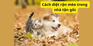 Cách diệt rận mèo trong nhà tận gốc