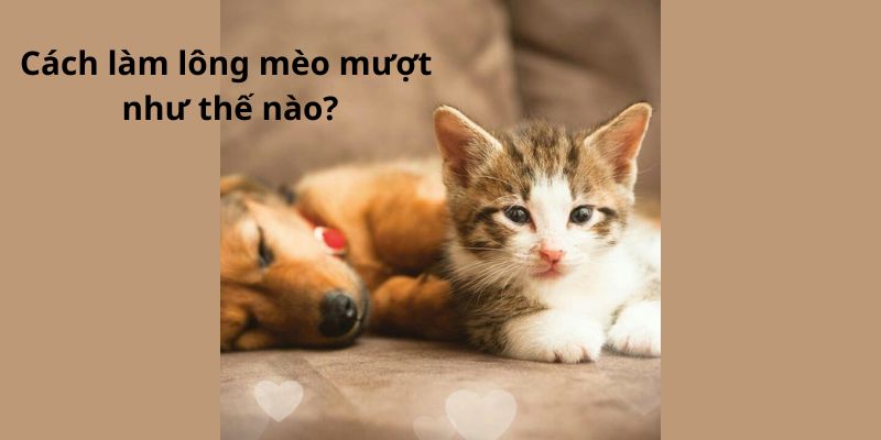 Cách làm lông mèo mượt như thế nào?