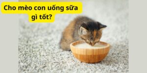 Cho mèo con uống sữa gì tốt?