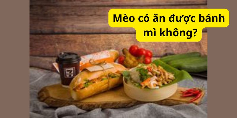 Mèo có ăn được bánh mì không?