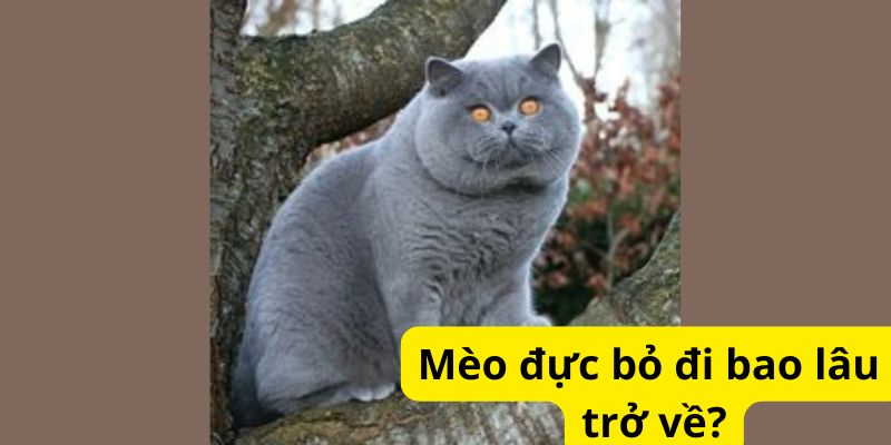 Mèo đực bỏ đi bao lâu trở về?