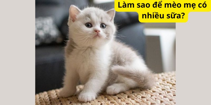 Làm sao để mèo mẹ có nhiều sữa?