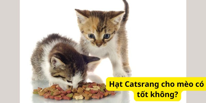 Hạt Catsrang cho mèo có tốt không?