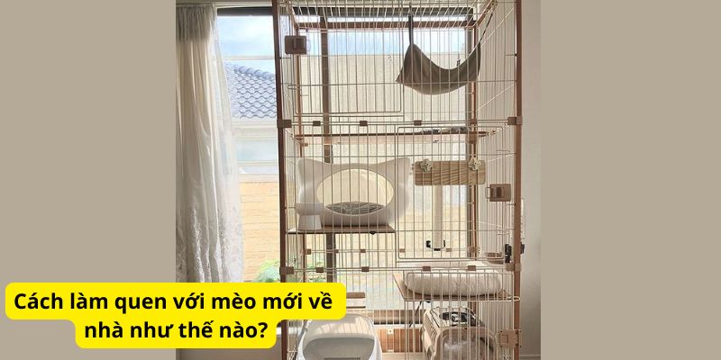 Cách làm quen với mèo mới về nhà như thế nào?