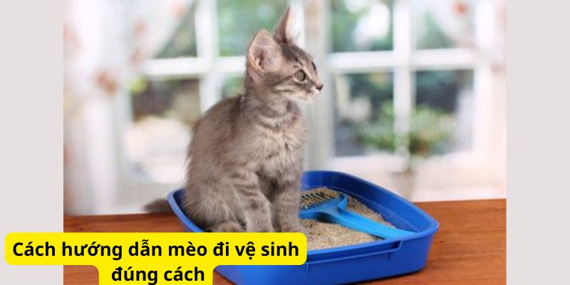 Cách hướng dẫn mèo đi vệ sinh đúng cách