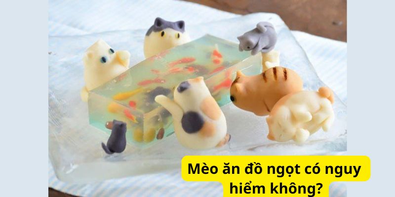 Mèo ăn đồ có nguy hiểm không?