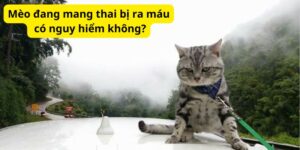 Mèo đang mang thai bị ra máu có nguy hiểm không?