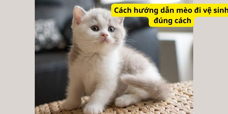 Cách hướng dẫn mèo đi vệ sinh đúng cách